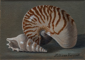 Nautilus & Delicate Tibia